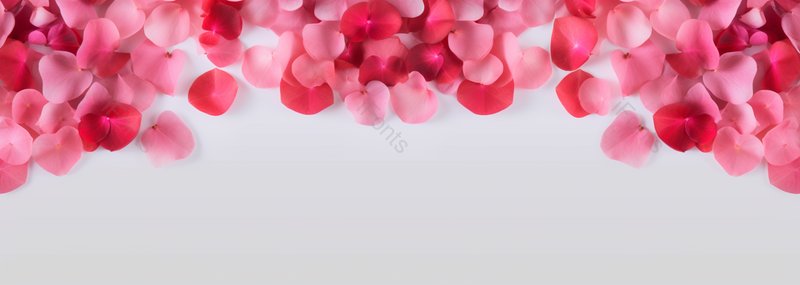 玫瑰花瓣罗曼蒂克礼物婚庆浪漫平面设计背景,高清,摄影图,摄影图片,图片大全,摄影图免费下载